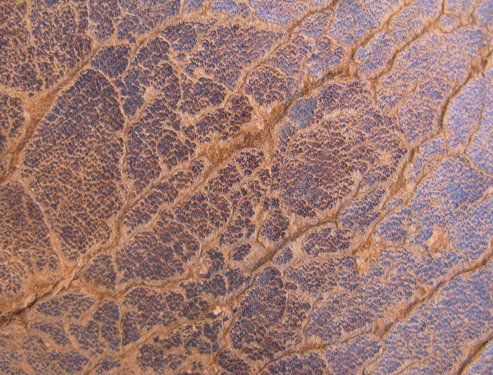 Leather Material
