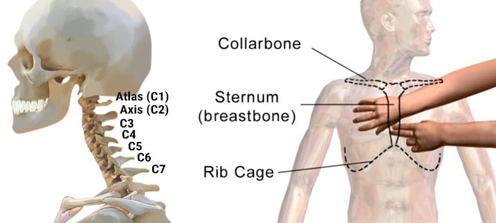 List Of Bones Cervical Spine Consists Of